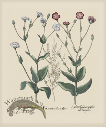 Besler 252 Colored  B2